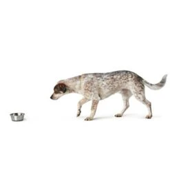 HUNTER Stainless Steel Food Bowl -Pet Supply Shop 1 26948 hunter fressnapf aus edelstahl hs 03 4