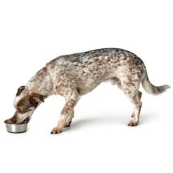 HUNTER Stainless Steel Food Bowl -Pet Supply Shop 26948 hunter edelstahlnapf hs 05 4