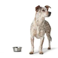 HUNTER Stainless Steel Food Bowl -Pet Supply Shop 26948 hunter fressnapf aus edelstahl hs 02 3