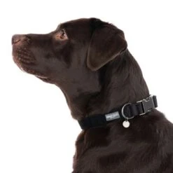 Nomad Tales Blush Collar - Ebony -Pet Supply Shop 324704 blush l fg 7230 5