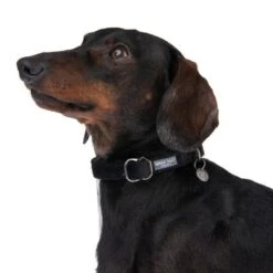 Nomad Tales Blush Collar - Ebony -Pet Supply Shop 324897 blush s fg 7031 5