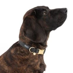 Nomad Tales Calma Collar - Ebony -Pet Supply Shop 326805 calma l ebony fg 7924 8