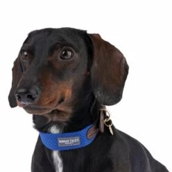 Nomad Tales Bloom Collar - Sapphire -Pet Supply Shop 327096 bloom xs fg 7376 2