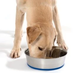 Premium Stainless Steel Bowl -Pet Supply Shop 75590 labra ridgeback fg 5541 3